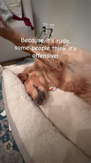 Zuni’s comfy, don’t interrupt her! #goldenretriever