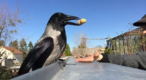 How To Befriend A Crow In 4 Easy Steps