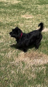 1.2K views · 173 reactions | Happy Lorelei! | Tails of Hope Dog Rescue | Facebook