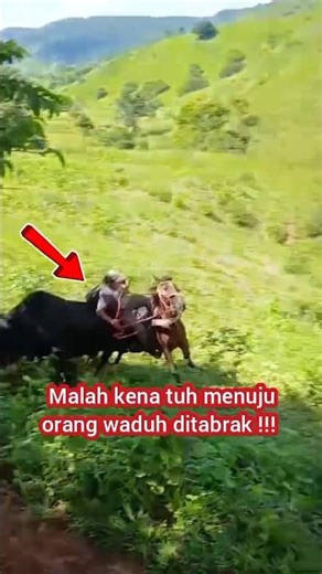 Cows Fighting!!! Going Berserk!!! Crashing into a Man and Falling into a Ravine!!!