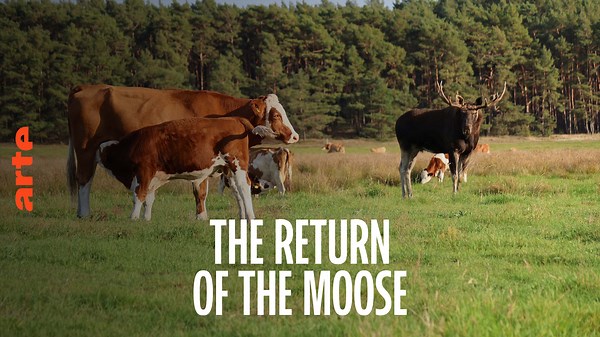 Re: The Return of the Moose - Watch the full documentary in English