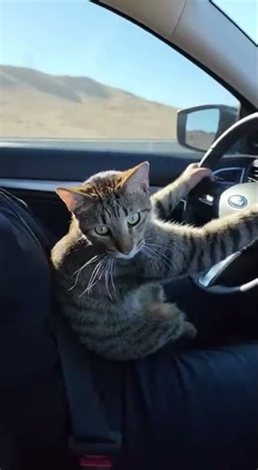Cat Takes The Wheel