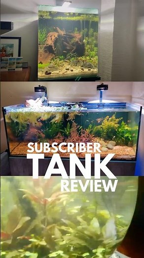Ranking your WORST and BEST fish tanks!