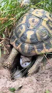 tortoise carefully laying eggs and protecting them #trending #tortoise #shorts #youtubeshorts