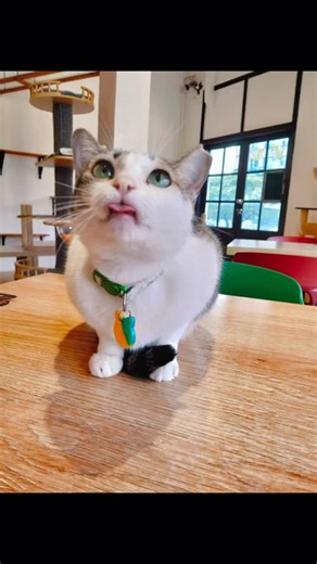 Did you sing along? Every cat is a masterpiece! Come to The Cat Cafe — we have good barista coffee, beautiful cats and some dramatic melodious meows ☕️磻 241B Victoria Street (Bugis MRT) 392 Upper Bukit Timah Road (The Rail Mall - Hillview MRT) CDC Vouchers accepted at The Rail Mall outlet #sgcatcafe #sgrescues #sgcafe #sgcats #cdcvouchers | The Cat Cafe | Facebook