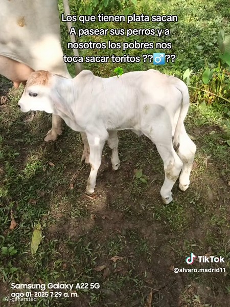 #vaquero #videosderancho #tiktokviral #paratiiiiiiiiiiiiiiiiiiiiiiiiiiiiiii
