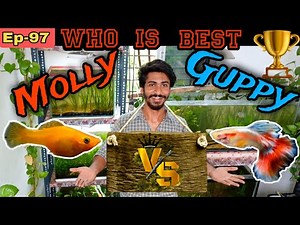 Molly vs Guppy – Kaun Hai Fastest Breeding Fish in Bucket? Competition Results OUT!