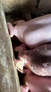 Piglets eating so yummy #hungry #piglets #eating #pig #so #yummy #food #pigs #losangeles #piggy #instagood #foodie #pigsofinstagram #eat #art #minipig #piglet #instafood #grateful #delicious #losangelesart #piggies #goodvibes #yum #oink #likeforlikes #petpig #smile #foodphotography #foodgasm | Pig Videos