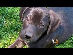 Coyote Snatches Puppy Right In Front Of Horrified Owner