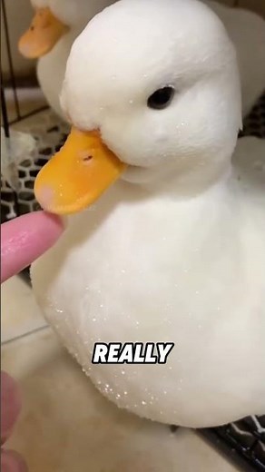 Lively Call Duck#animals #funnyanimal #cute #callduck #funny