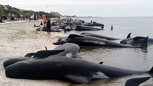 Footage shows hundreds of stranded whales