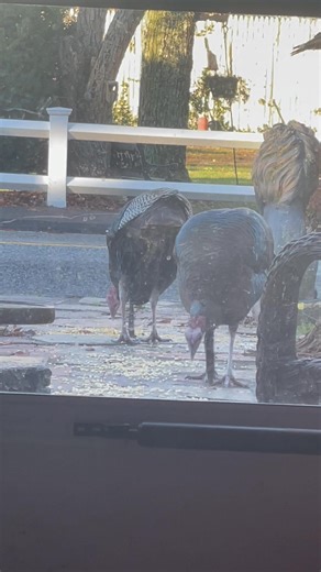 Happy Thanksgiving everyone! | John Sullivan