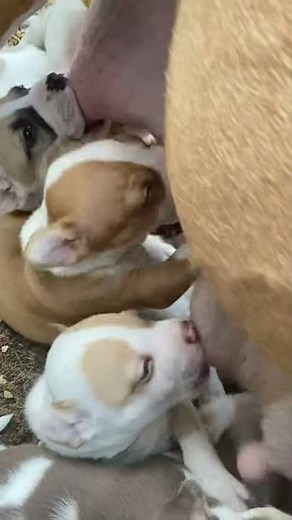 Baby mammals get milk from their mothers