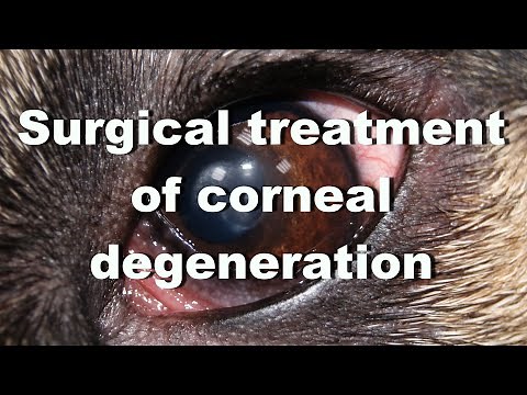 Surgical treatment of corneal degeneration in a dog. Superficial lamellar keratectomy.