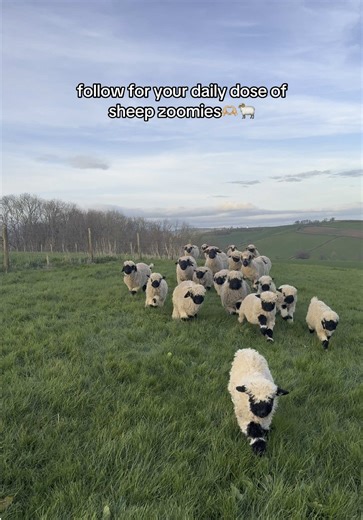 Explore Valais Blacknose Sheep: Adorable Zoomies