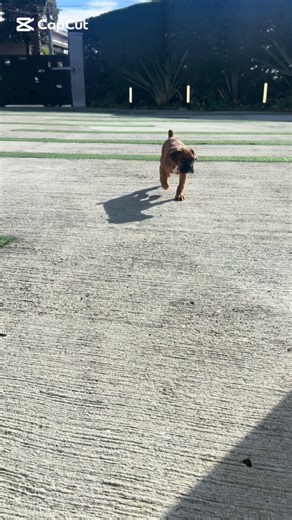 Mi almuerzo favorito para perros: saludable y delicioso