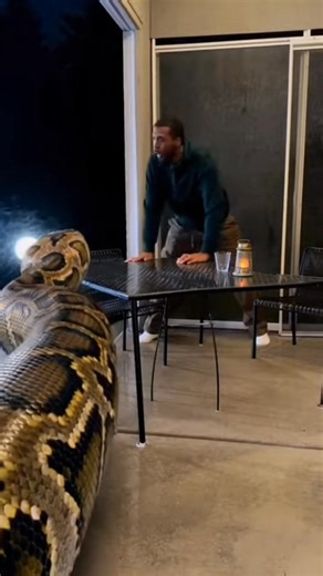 Giant python slams patio table under headlights causing violent scrape and crashes as man steadies himself and retreats | JO Viral Tech Videos