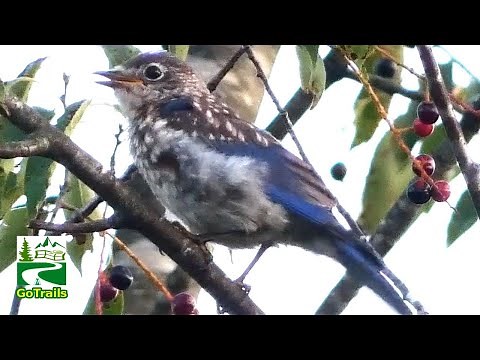 Eastern bluebird call sounds | Baby / Fledgling / Juvenile