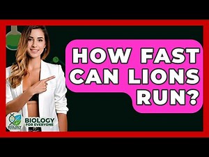 How Fast Can Lions Run? - Biology For Everyone
