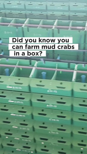 Mud Crab Farming: A Guide to Sustainable Practices