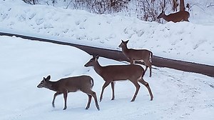 Wildlife Watch: Keeping track of Vermont's deer population