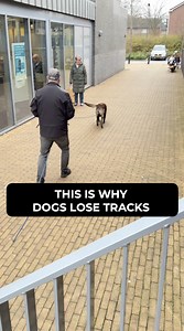 Use this simple trick to FORCE your dog to track with its nose. If you want to have a reliable tracking dog, it can’t rely on its eyes. (Otherwise, you could do the tracking, right?) So you have to use every trick you can find to make sure your dog puts its nose on the ground… And keeps it there until the end of the track. I’ll give you one of those tricks right now: Finding OBJECTS instead of people. “Is that… it?”, you object. Why is this such a game changer? They’re tiny and the dog can’t see
