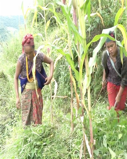 70K views · 614 reactions | Working in village by using primitive technology - Village life | Harvest Village | Facebook