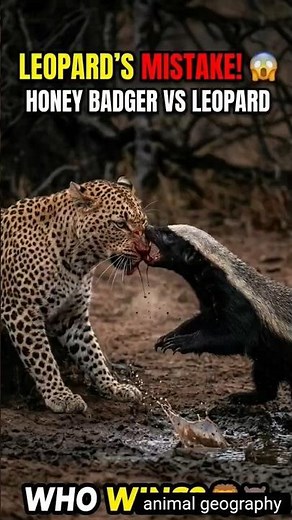 Leopard vs Honey Badger: Fatal Mistake! 🐆😱 (1440p 60FPS) #Shorts #Wildlife