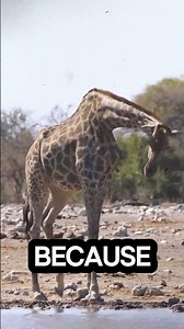 Animals with Extreme Biological Challenges 😮🦒🐿️ #Shorts #AnimalFacts