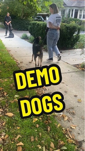 3.5K views · 22 reactions | Demo dogs are important ✨ . . #thetiredpooch #instadog #dogs #dogsofcanada #dogsoftoronto #dogtraining #dogtrainer #dogtrainersofinstagram #runyourdognotyourmouth #dogsofinstagram #happydog #obedience #doglover #dogsinthe6ix #ecollartraining #reactivedog #reactivedogsofinstagram #torontodogs #rescuedogsofinstagram #rescuedogs #toronto #balanceddogtraining #puppy #torontobarks #balanceddogtraining #balancedtrainer #dog | The Tired Pooch | Facebook
