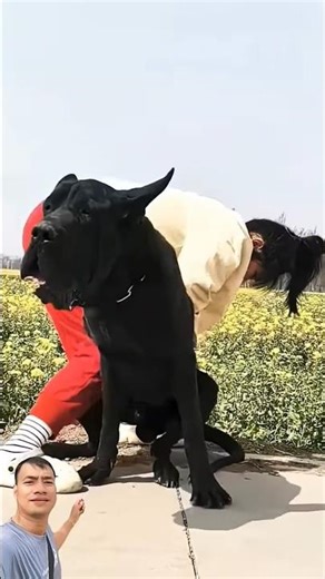 Dog is playful in farm with girl #dogshorts #dogbreed #labrador #goldenretreivers #pets #pug