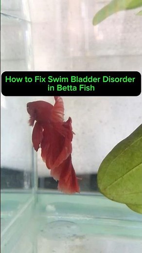 How to Fix Swim Bladder Disorder in Betta Fish