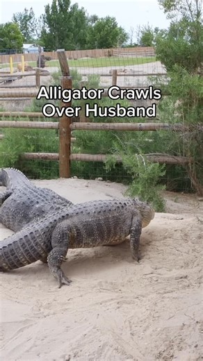 Wildlife Educator | Animal YouTuber on Instagram: "Alligator Crawls Over Husband 🤣"