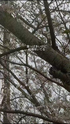 文字見づらくてすみません 桜綺麗でした #高校生 #ljk #日常vlog #桜 #めっちゃ部屋着 #毎年の楽しみ #もうすぐ新学期始まるね #めっちゃ不安 #きっと今年もぼっち