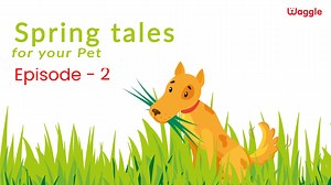 Here is the Episode 2 of the Spring Series! Spring Flowers are here...so are Health Risks that come with them! Know how to Keep your Fur-Kid Safe with this Video! Click here to know more - https://bit.ly/3uuPntn #pets #petparents #petsafety #dogs #dogslife #petcare #flowers #springflowers #spring #health #pethealth | Animal Tales