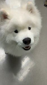 1.7K views · 43 reactions | Why do dogs chase their tails??? Because they can—and sometimes, it’s just plain fun! Duck is a 10-month-old Samoyed who’s clearly having a great time. Puppies especially love tail chasing as a way to play, but dogs might also do it out of boredom or even discomfort. #TailChasing #SamoyedPuppy #PuppyPlaytime #DogBehavior #happydogs | Dr. Melissa Magnuson, The Conscious Vet | Facebook