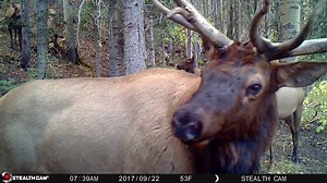 5.3K views · 27 reactions | Up Close Elk Bugle with Chuckle #animals #deer #buck #wildlife #grizzly #elk #moose | Cpacify Maris | Facebook
