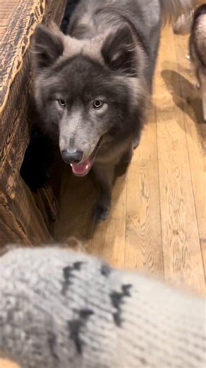 Wolves & wolfdogs are often misread as "aggressive" when showing natural wild traits lost in most domestic dogs through selective breeding for human-friendliness."Latching onto wrists/arms to lead" is a classic example: they gently grab with their mouth (like a hand) to guide you—e.g., "come see this!" or "follow me upstairs." Wolves lack fingers, so muzzles serve as dexterous tools for communication, play, directing packmates, or showing affection. It's controlled, rarely painful, and signals t