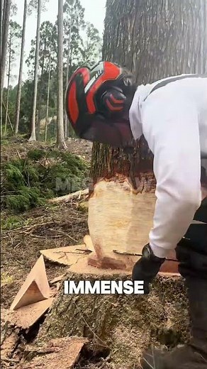 The Craft of Felling a Giant: Precision Chainsaw Work & Wedges