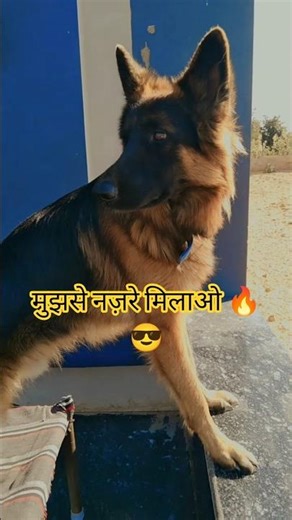 “German Shepherd 🐕‍🦺🐕 की वफ़ादारी और बहादुरी – एक सच्चा रक्षक” #shorts
