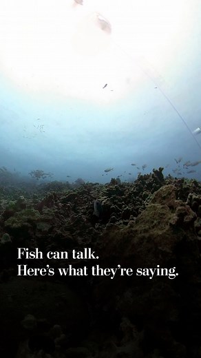 Fish can talk. Here's what they're saying.