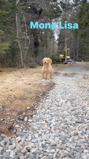 4.6K views · 234 reactions | Mini, F1b Goldendoodle puppy, Mona Lisa, is from our Brittany Spears litter (Destiny and Copper). She’s ready for a new home! #acadiagoldendoodles #lifesabundancepuppy #bostoday #coastalmaine #howdoesitgetanybetterthanthis #goldendoodlepuppies #newyork #lifesabundancedogfood #island | Acadia Goldendoodles | Facebook