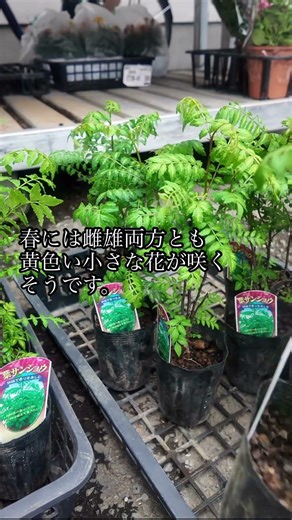 ロバ子の植物園 山椒