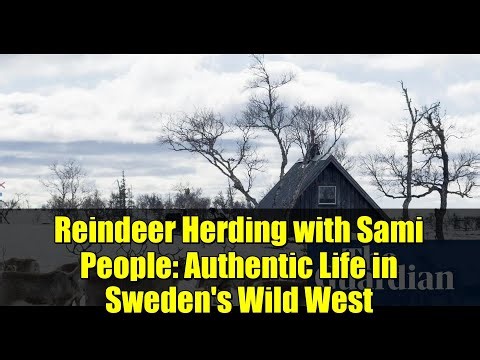 Reindeer Herding with Sami People: Authentic Life in Sweden's Wild West