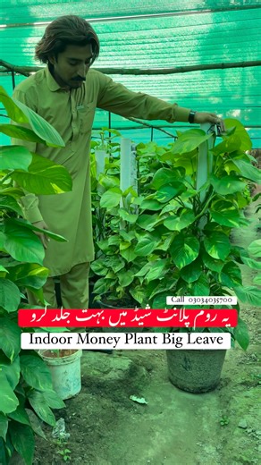 Price 3000 #Delivery All Pakistan Indoor More Collection Available | AGP Nursery Farm