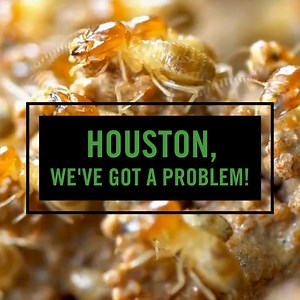 Discover which termite is becoming more common and how #Sentricon can help. | The Sentricon System | Facebook