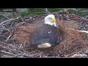 Sauces Bald Eagle - Channel Islands National Park | 2025 Highlights