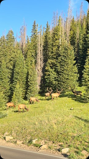 3.9K reactions · 39 comments | Just hanging with the bulls. #photography #wildlife #nature #foryoupageシ #wildanimals #fyp #elk #bullelk #colorado | Good Bull Guided | Facebook