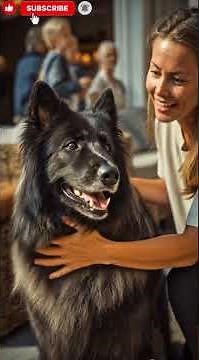 Belgian Sheepdog (Groenendael) Explained | Intelligence, History, Temperament & Working Power