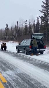 A harrowing dashcam video from a remote highway shows a man narrowly surviving a grizzly bear charge by diving into his car's trunk just in time. The bear shattered the glass in a frantic attack before the car sped away. This AI-generated footage serves as a warning of nature's power. #bear #wildlife #attack #survival | Kindness Counts